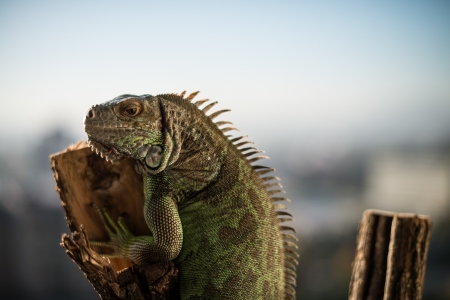 iguana crawling on a piece of wood and posingの写真素材
