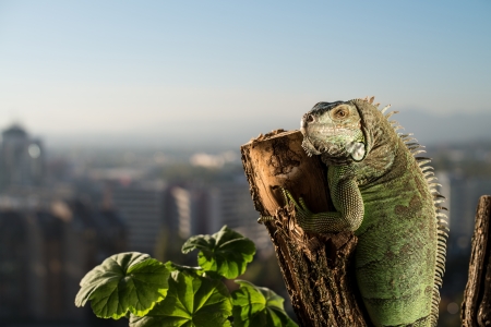 iguana crawling on a piece of wood and posingの写真素材