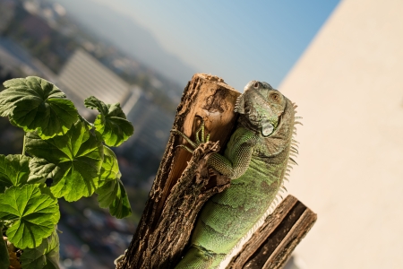 iguana crawling on a piece of wood and posingの写真素材
