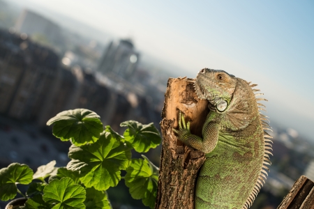 iguana crawling on a piece of wood and posingの写真素材