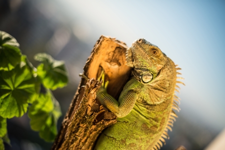iguana crawling on a piece of wood and posingの写真素材