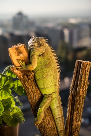iguana crawling on a piece of wood and posingの写真素材
