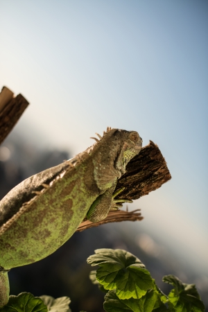 iguana crawling on a piece of wood and posingの写真素材