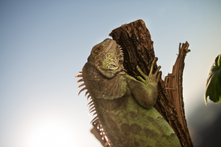 iguana crawling on a piece of wood and posingの写真素材