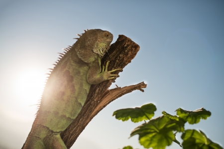 iguana crawling on a piece of wood and posingの写真素材