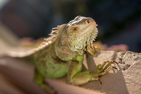 iguana posing at the sun and relaxingの写真素材