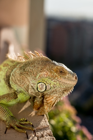 iguana posing at the sun and relaxingの写真素材