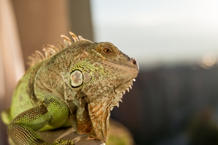iguana posing at the sun and relaxingの写真素材