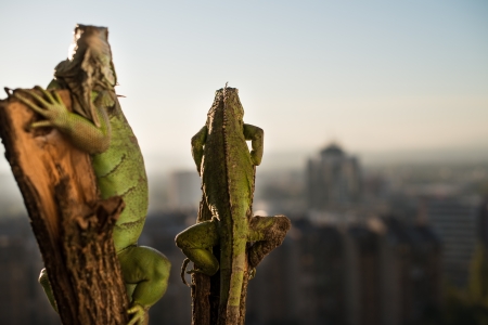 iguana crawling on a piece of wood and posingの写真素材