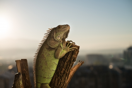 iguana crawling on a piece of wood and posingの写真素材
