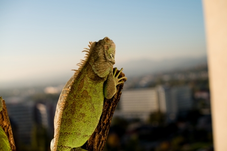 iguana crawling on a piece of wood and posingの写真素材