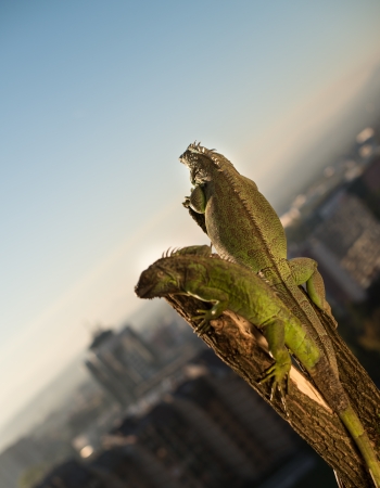 iguana crawling on a piece of wood and posingの写真素材