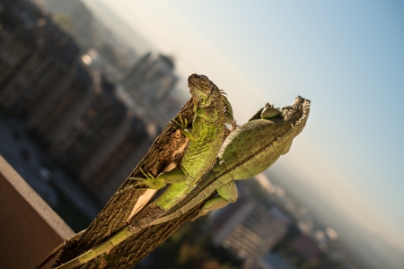 iguana crawling on a piece of wood and posingの写真素材
