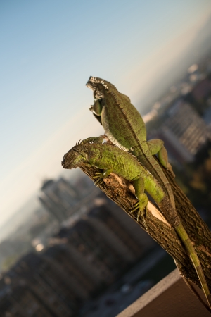 iguana crawling on a piece of wood and posingの写真素材