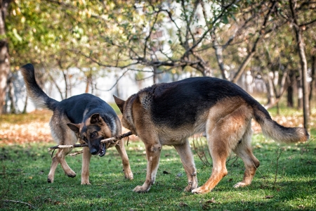 Two Dogs Fighting Over Stickの写真素材