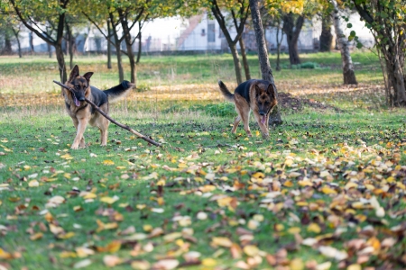 Two Dogs One Stickの写真素材