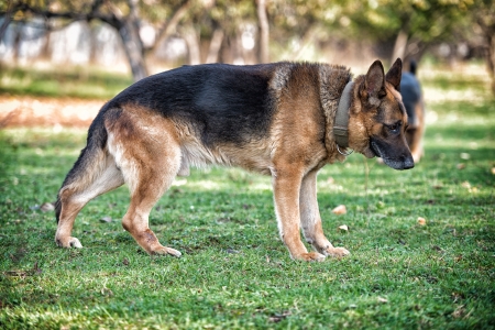 German Shepherd Portrait Side Viewの写真素材