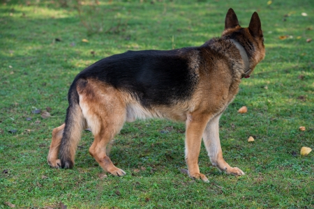 German Shepherd Portrait Side Viewの写真素材