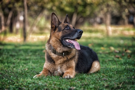 German Shephard Dog Layingの写真素材