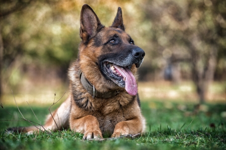 Dog German Shepherdの写真素材