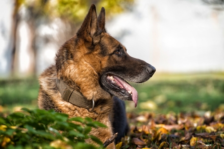 German Shepherd Alsatian Police Dogの写真素材