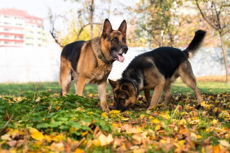 German Shepherd Alsatian Police Dogの写真素材
