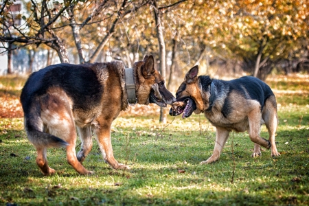 Two Dogs One Stickの写真素材