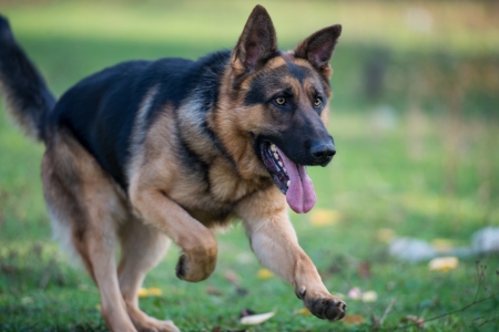 German Shepherd Dog Runningの写真素材