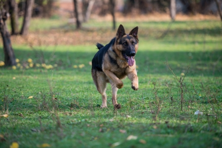 German Shepherd Dog Runningの写真素材