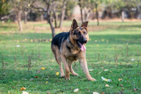 German Shepherd Dog Runningの写真素材