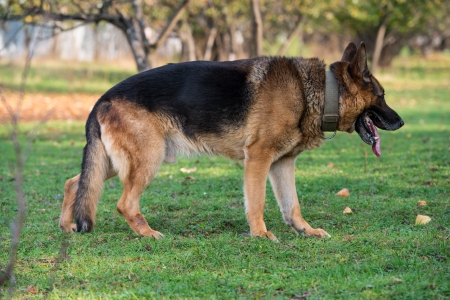 German Shepherd Portrait Side Viewの写真素材