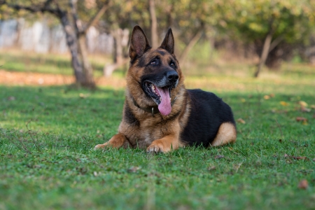 German Shepherd Portraitの写真素材
