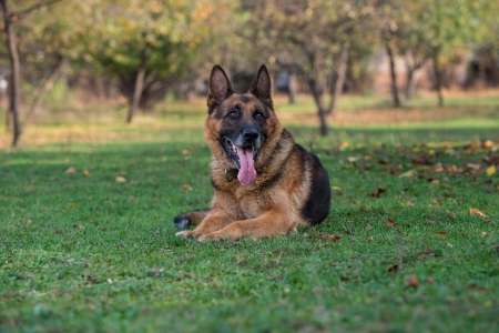 Dog German Shepherd Looking Into Cameraの写真素材