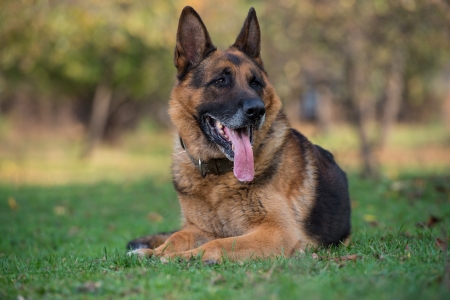German Shepherd Dog Laying On Grassの写真素材