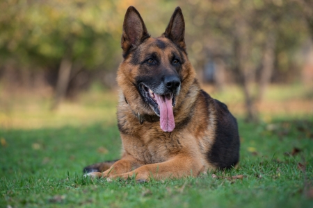 Dog German Shepherd Looking Into Cameraの写真素材