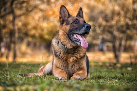 German Shepherd Portraitの写真素材