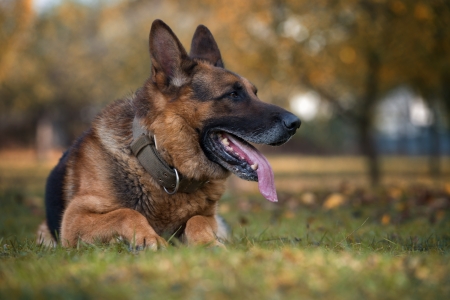 German Shepherd Dog Laying On Grassの写真素材