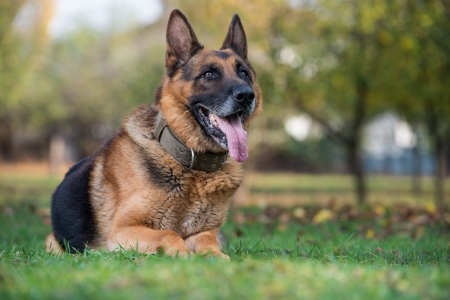 German Shephard Dog Layingの写真素材