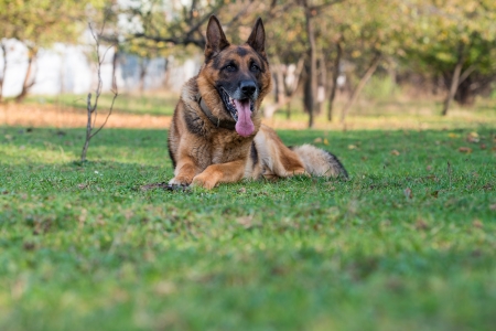 Portrait Of German Shepherd Dogの写真素材
