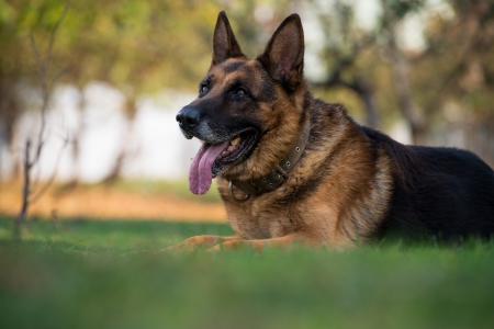German Shephard Dog Layingの写真素材