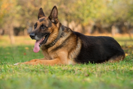 German Shepherd Portraitの写真素材