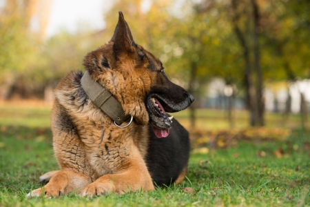 German Shepherd Dogの写真素材