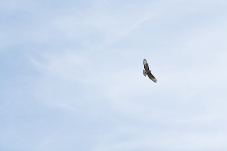 Bird Black Eared Kite To Fly In Sky