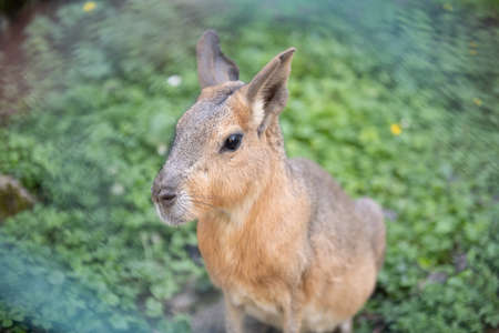 A Wallaby Macropus Eugenii With Sad Eyes at the Zooの写真素材