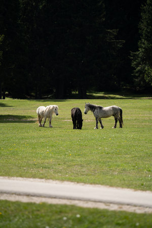 Beautiful Horses Grazing Peacefully In Scenic Natureの写真素材