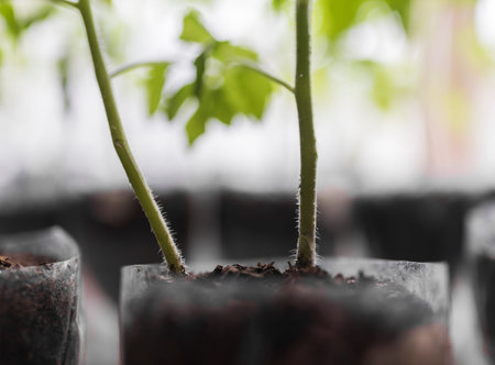 A young green sprout of tomatoes grows in a transparent pot with black earth, close-up view.