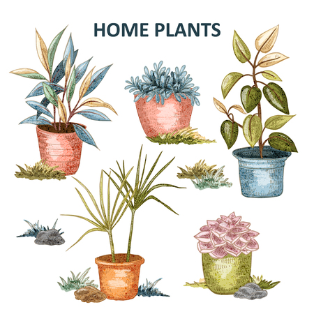 Set of hand drawn vector indoor plants. Flower in the pots in cartoon style for flyer, logo, icon, bannerのイラスト素材