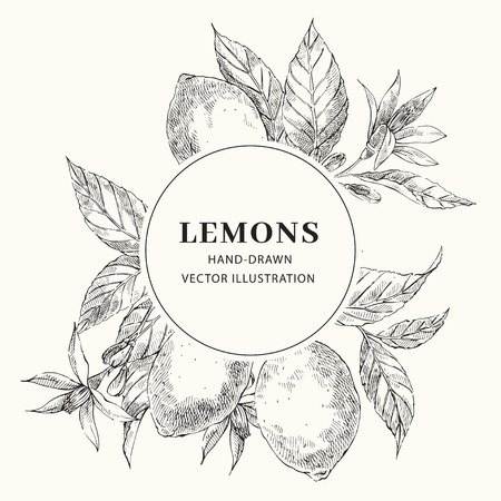 Lemon hand drawn sketch with circle frame templateのイラスト素材