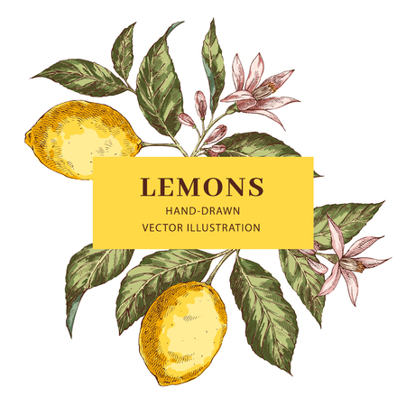 Lemon hand drawn vector frame layoutのイラスト素材