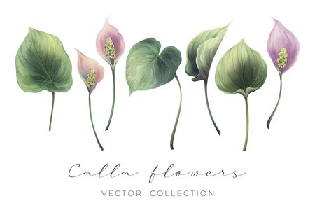 Calla flowers and leavesのイラスト素材